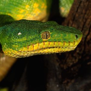 Preview wallpaper snake, color, eyes