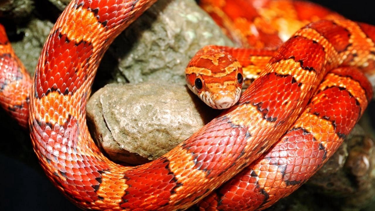 Wallpaper snake, color, reptile