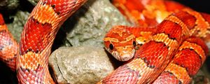 Preview wallpaper snake, color, reptile