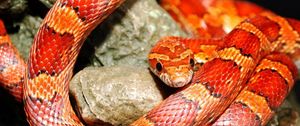 Preview wallpaper snake, color, reptile