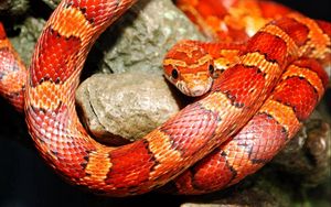 Preview wallpaper snake, color, reptile