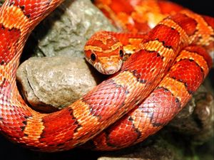 Preview wallpaper snake, color, reptile