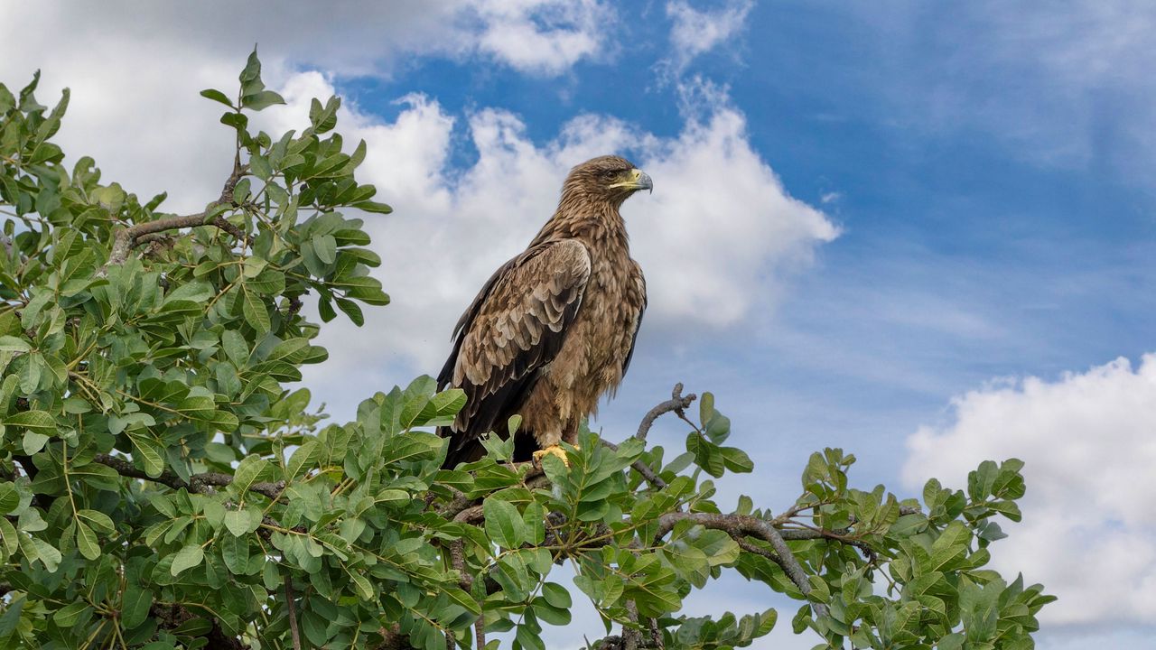 Wallpaper snake eagle, eagle, bird, branch, wildlife