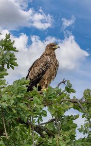 Preview wallpaper snake eagle, eagle, bird, branch, wildlife