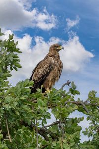 Preview wallpaper snake eagle, eagle, bird, branch, wildlife