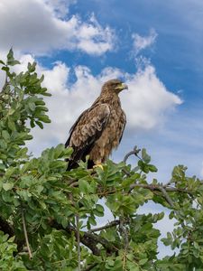 Preview wallpaper snake eagle, eagle, bird, branch, wildlife