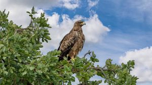 Preview wallpaper snake eagle, eagle, bird, branch, wildlife