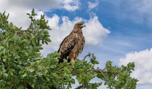 Preview wallpaper snake eagle, eagle, bird, branch, wildlife