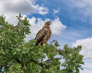 Preview wallpaper snake eagle, eagle, bird, branch, wildlife