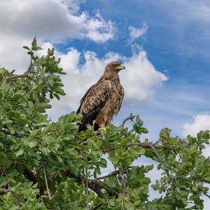 Preview wallpaper snake eagle, eagle, bird, branch, wildlife