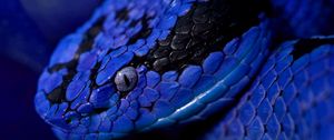 Preview wallpaper snake, eyes, color