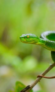 Preview wallpaper snake, eyes, glance, leaves, green, macro