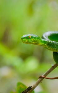 Preview wallpaper snake, eyes, glance, leaves, green, macro