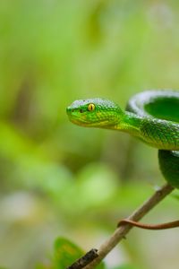 Preview wallpaper snake, eyes, glance, leaves, green, macro