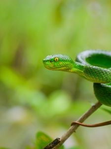 Preview wallpaper snake, eyes, glance, leaves, green, macro