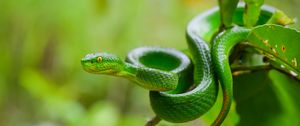 Preview wallpaper snake, eyes, glance, leaves, green, macro