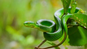 Preview wallpaper snake, eyes, glance, leaves, green, macro