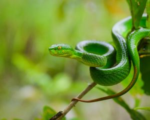 Preview wallpaper snake, eyes, glance, leaves, green, macro