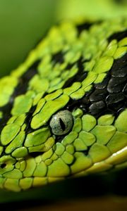 Preview wallpaper snake, face, eyes, spotted, dangerous