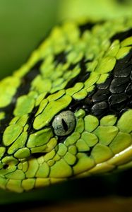 Preview wallpaper snake, face, eyes, spotted, dangerous