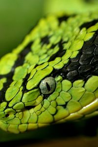 Preview wallpaper snake, face, eyes, spotted, dangerous