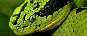 Preview wallpaper snake, face, eyes, spotted, dangerous