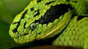 Preview wallpaper snake, face, eyes, spotted, dangerous