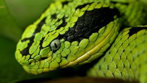 Preview wallpaper snake, face, eyes, spotted, dangerous