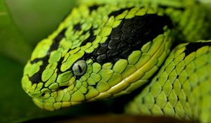 Preview wallpaper snake, face, eyes, spotted, dangerous