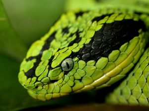 Preview wallpaper snake, face, eyes, spotted, dangerous