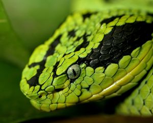 Preview wallpaper snake, face, eyes, spotted, dangerous