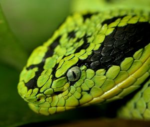 Preview wallpaper snake, face, eyes, spotted, dangerous