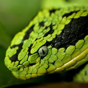 Preview wallpaper snake, face, eyes, spotted, dangerous