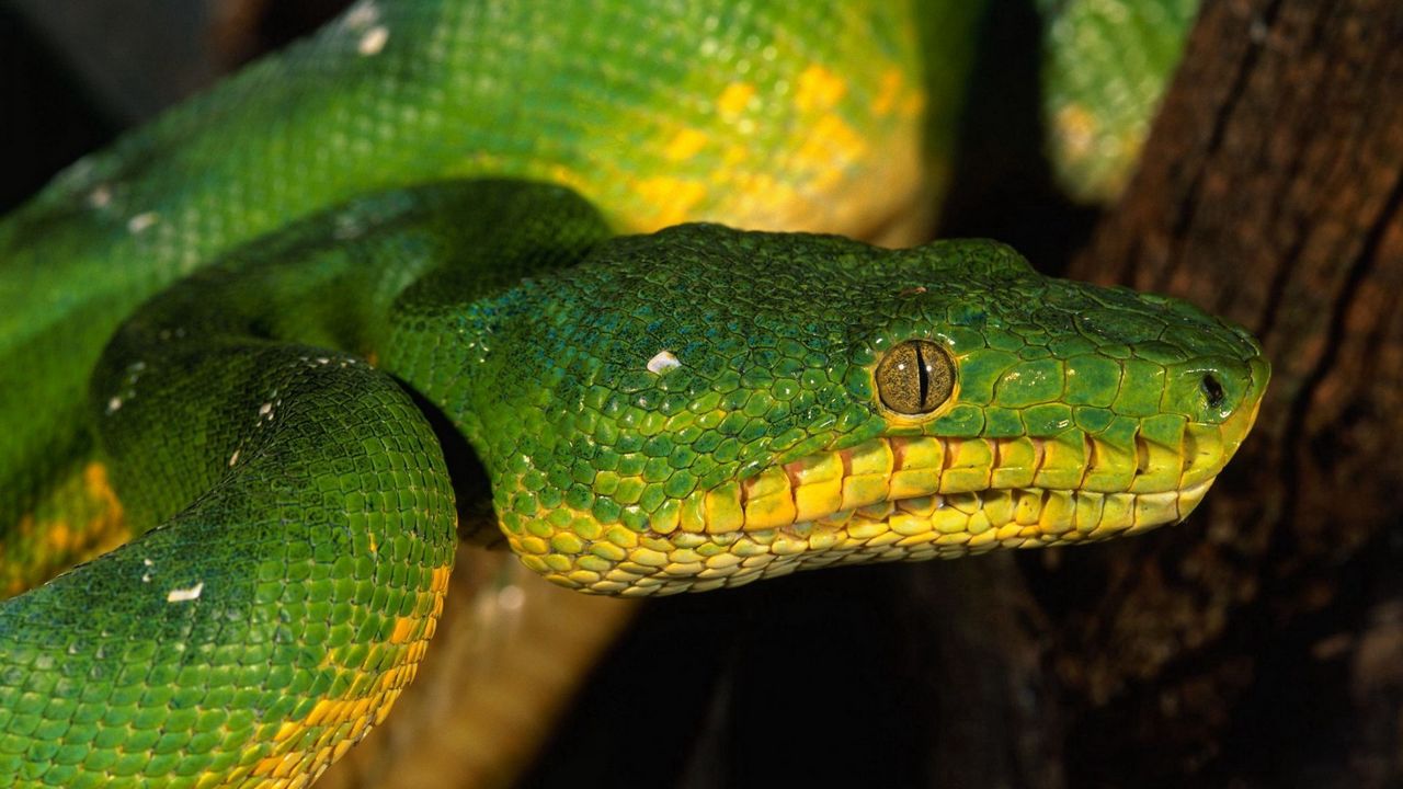 Wallpaper snake, face, eyes, dangerous