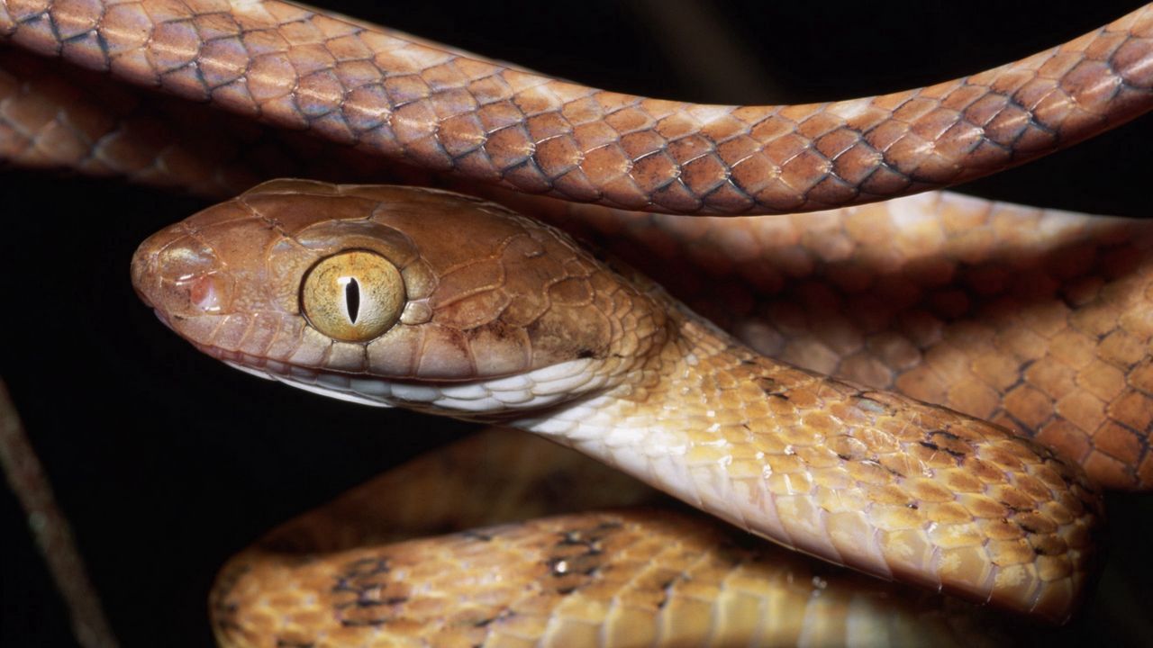 Wallpaper snake, face, eyes, risk