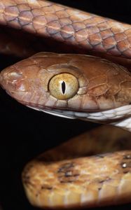 Preview wallpaper snake, face, eyes, risk