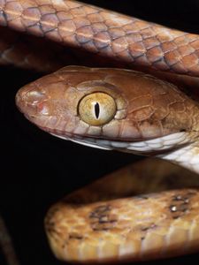 Preview wallpaper snake, face, eyes, risk