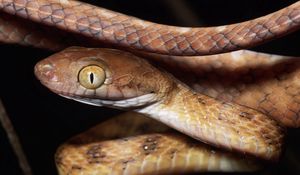 Preview wallpaper snake, face, eyes, risk