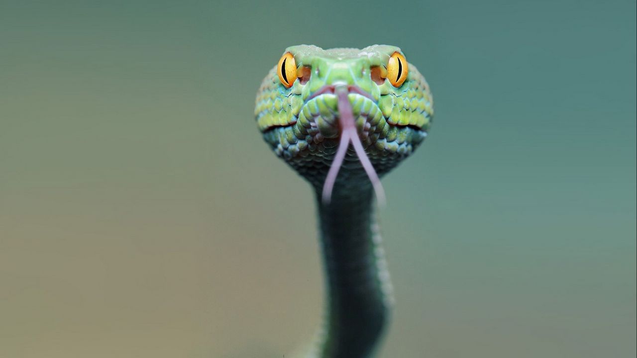 Wallpaper snake, face, tongue