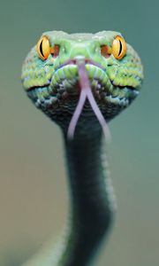 Preview wallpaper snake, face, tongue