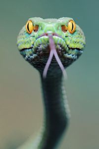 Preview wallpaper snake, face, tongue