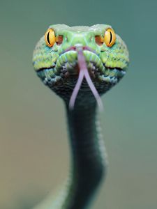 Preview wallpaper snake, face, tongue