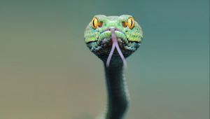 Preview wallpaper snake, face, tongue