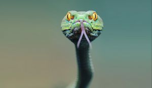 Preview wallpaper snake, face, tongue