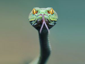 Preview wallpaper snake, face, tongue