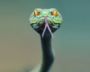 Preview wallpaper snake, face, tongue