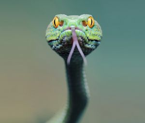 Preview wallpaper snake, face, tongue