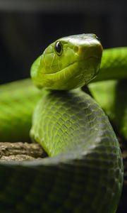 Preview wallpaper snake, glance, reptile, green