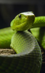 Preview wallpaper snake, glance, reptile, green