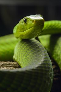 Preview wallpaper snake, glance, reptile, green